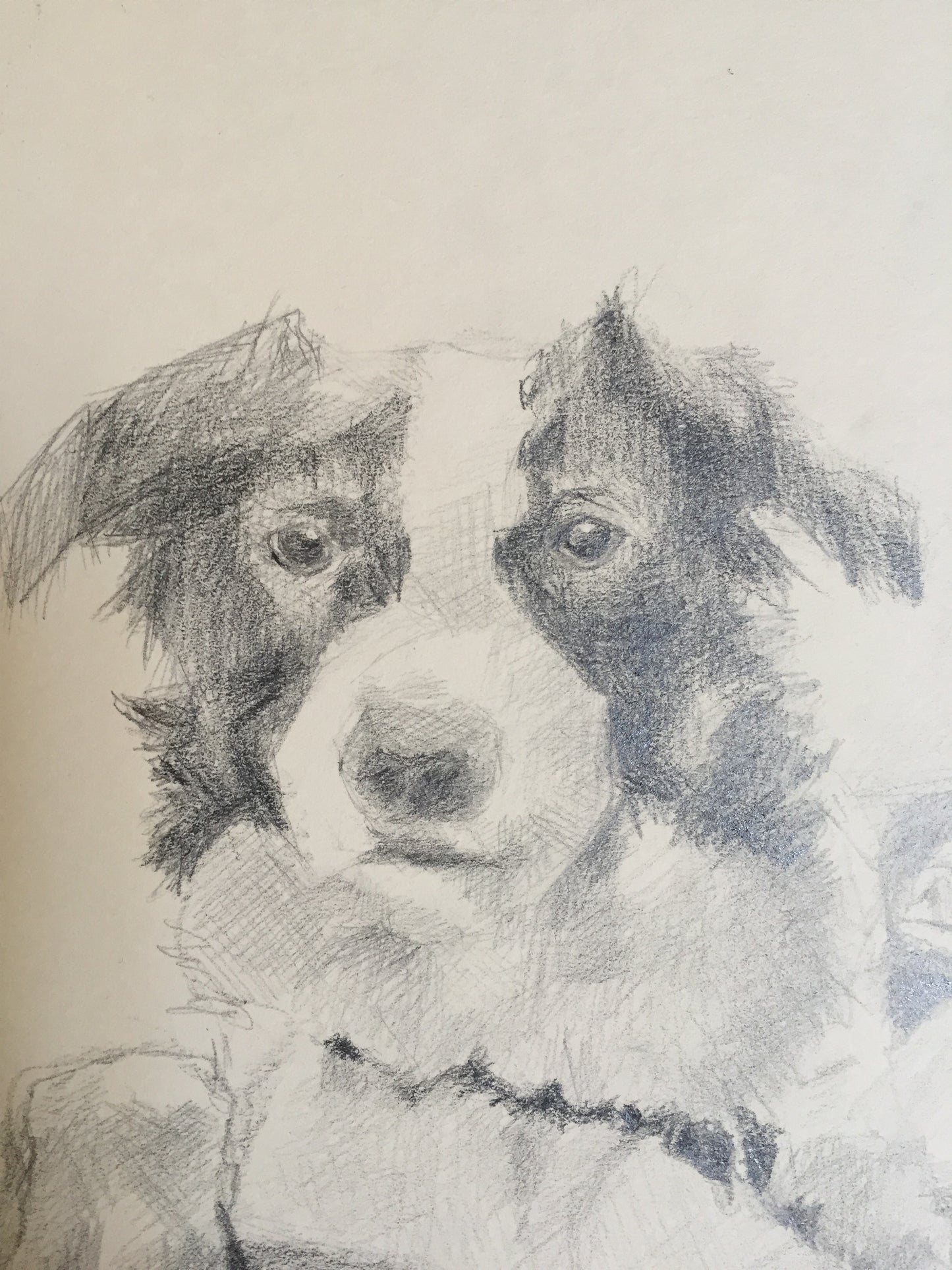 Portraits animaux