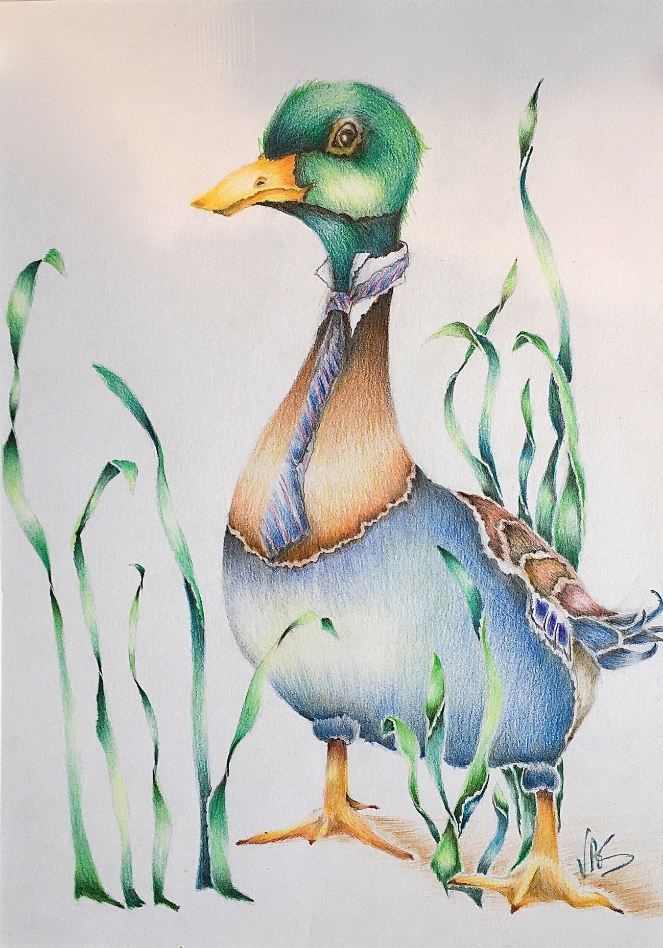 Illustrations