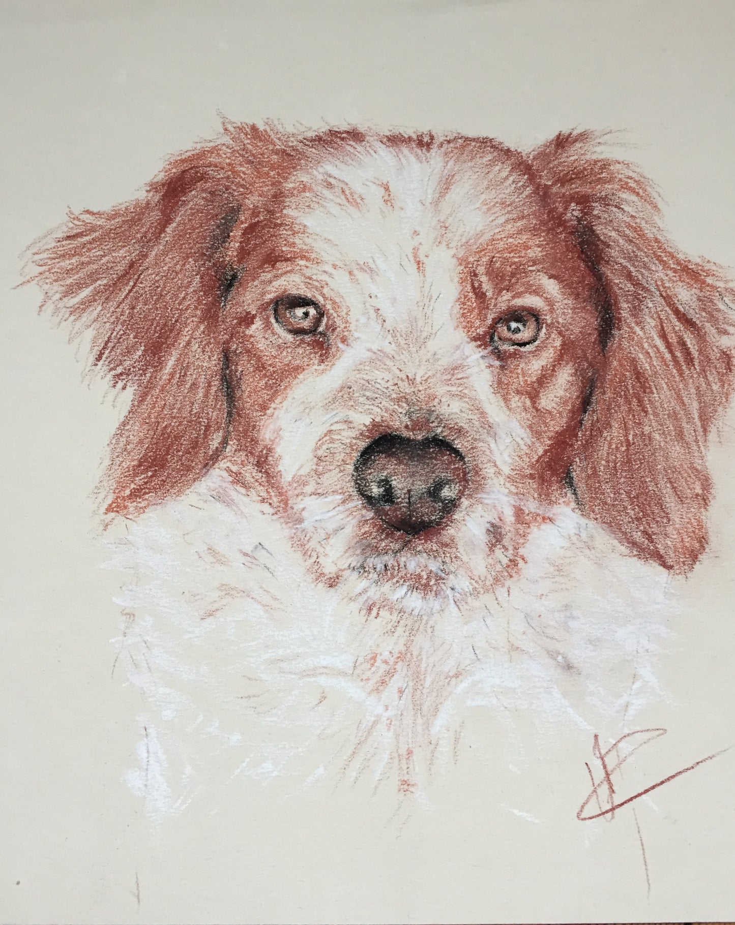 Portraits animaux