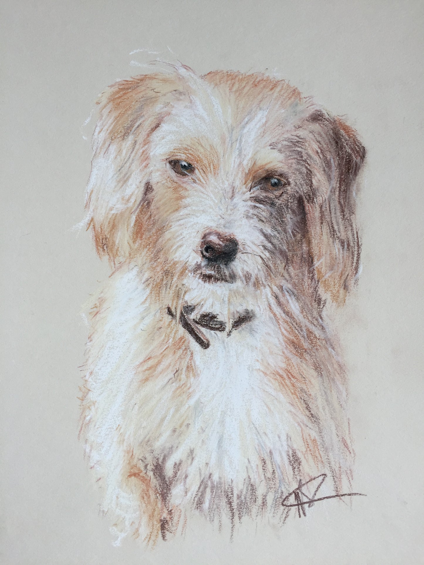 Portraits animaux