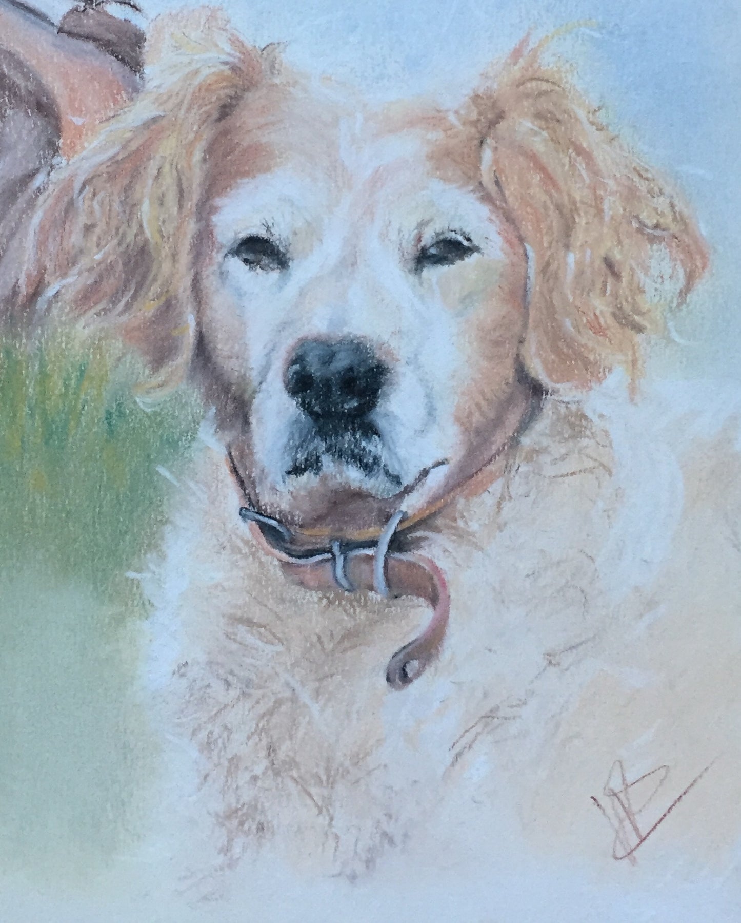 Portraits animaux