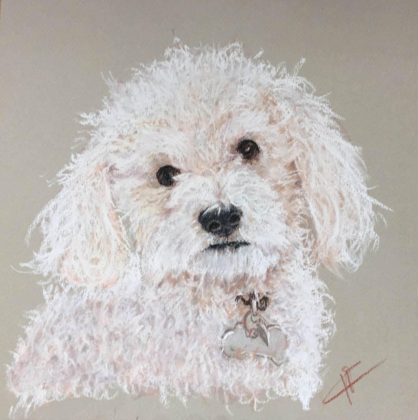 Portraits animaux